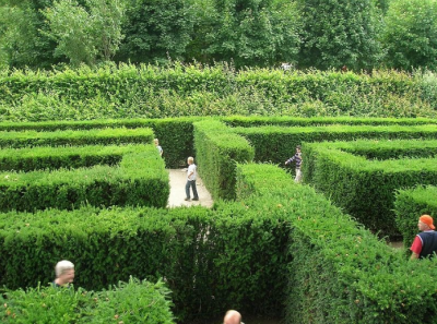 использование тиса в качестве «живой изгороди» для лабиринта во французском парке.png