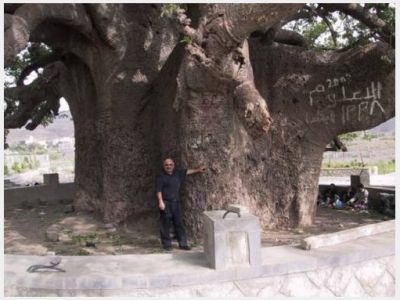 самое толстое дерево. Кипарис диаметр ствола 42 метра высота 40 метров растет в Мексике.png
