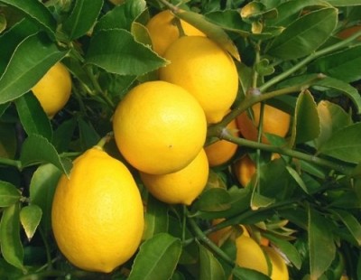 limon.jpg