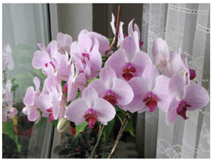 как поливать орхидею фаленопсис.jpg