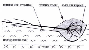 саженцы плодовых деревьев питомник.jpg