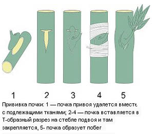 окулировка плодовых деревьев.jpg