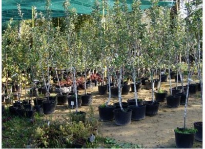 выращивание саженцев плодовых деревьев.JPG