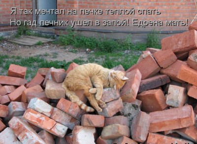 kotomatritsa_7.jpg