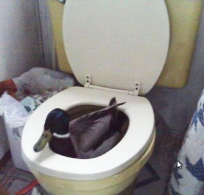 многофункциональность унитаза.png