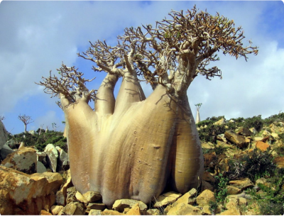 Удивительное Бутылочное дерево (Dorstenia Giga) с острова Сокотра.png