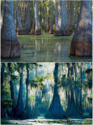 кипарисы Bald Cypress.png