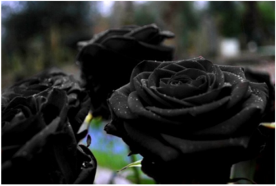 черные розы из Халфети, Турция.png