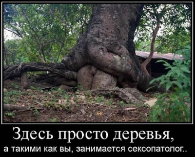 просто дерево....png