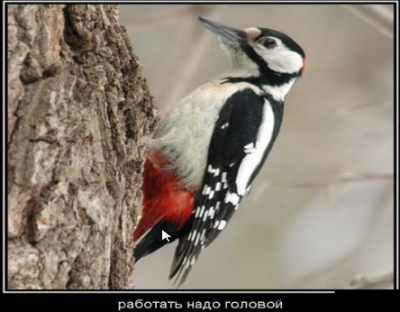 как надо работать....png