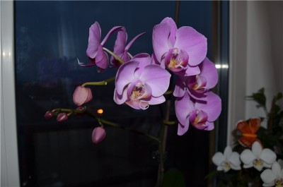 Фотографии орхидеи.jpg