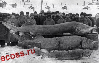 Селедка.jpg