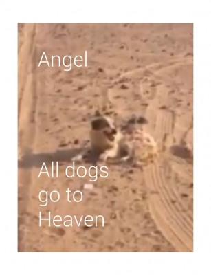 RIP angel 130115.jpg