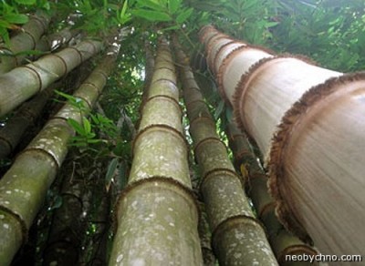 1282480470_03-bamboo.jpg