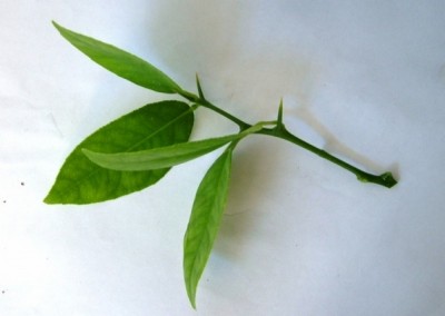 cherenok_limon.jpg