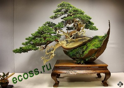 bonsai-luis-vila-salvador-de-los-reyes.jpg