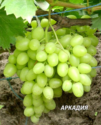 1424977241_arkadiya-grozd.jpg
