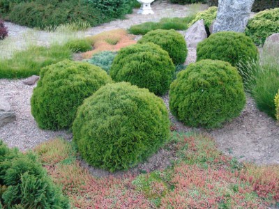 5444ef97a9b1f_683rub._tuya_thuja_occidentalis_danica.jpg