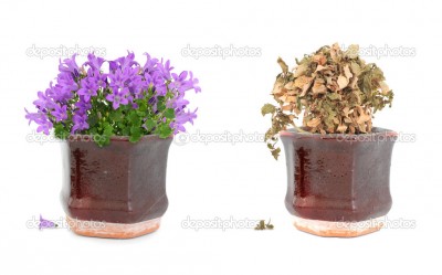depositphotos_6108293-Alive-and-dead-purple-flowers-in-pot.jpg