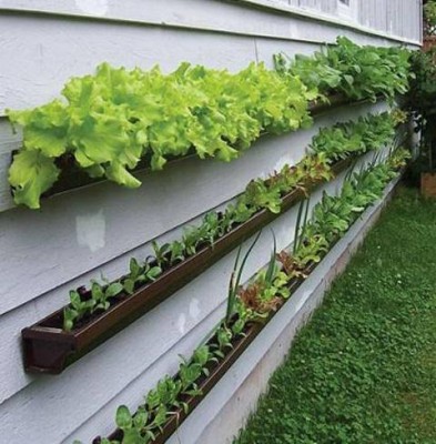 gutter-gardening.jpg
