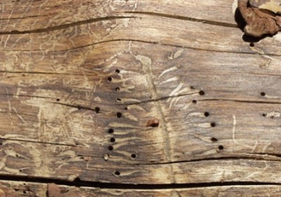 zashita-drevesini-ot-gnieniya-i-vozdeistviya-nasekomih-doljna-bit-produmannoi.jpg