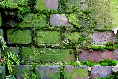 uzor+kirpich+stenovie+moh+pattern+brick+wall+moss+38014063569.jpg