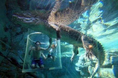 бассейн с крокодилами.jpg
