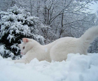 кот.jpg