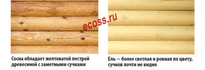 Ель-Сосна-14.jpg