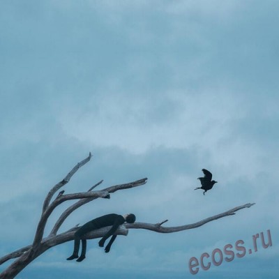 сухостой.jpg
