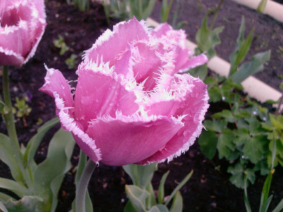 махровый тюльпан.jpg