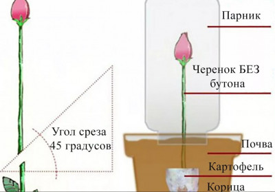 роза из букета.JPG