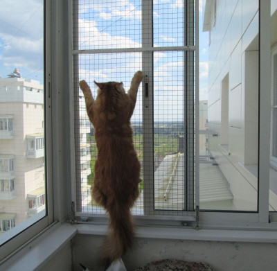 кошак.jpg