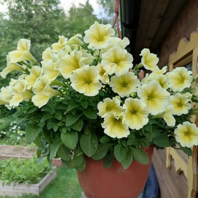 петуния.jpg