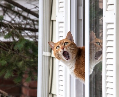 кошка.jpg