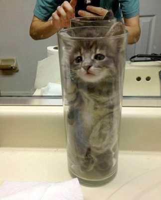 кот это вода2.jpg
