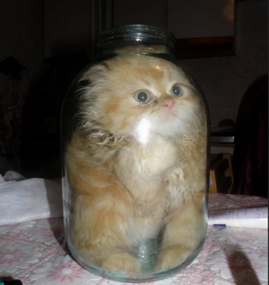 кот это вода4.png