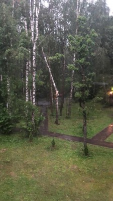березка.jpeg