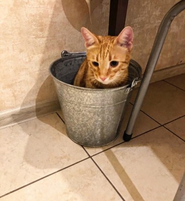 котэ в ведре.jpeg