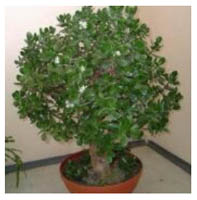 комнатное растение денежное дерево.jpg