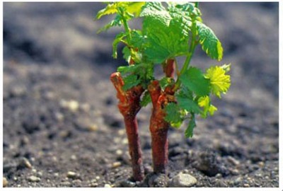 как вырастить виноград из черенка.jpg