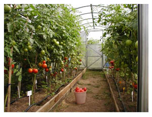 сорта помидор выращиваемых в теплицах.jpg