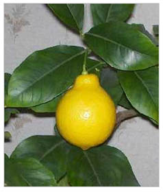 как вырастить лимон.jpg
