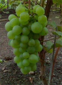 как сажать виноград черенками 1.jpg