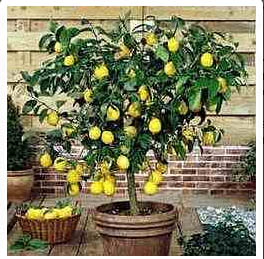 как вырастить лимон 2.jpg