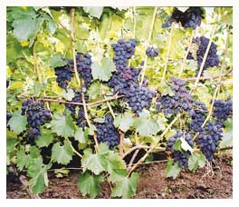 как вырастить виноград.jpg