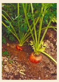 как вырастить морковь.jpg