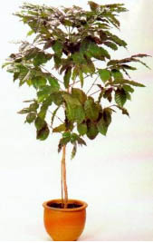 комнатное растение кофейное дерево.jpg