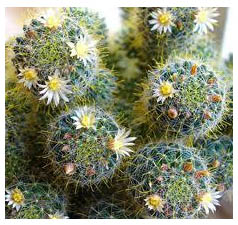 как поливать кактусы зимой.jpg