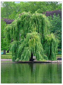 лиственное дерево из семейства ивовых 1.jpg